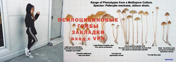 прущие грибы Верхний Тагил